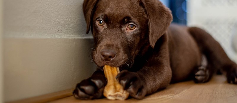 Online dyrlægekonsultation Online dyrlægekonsultation