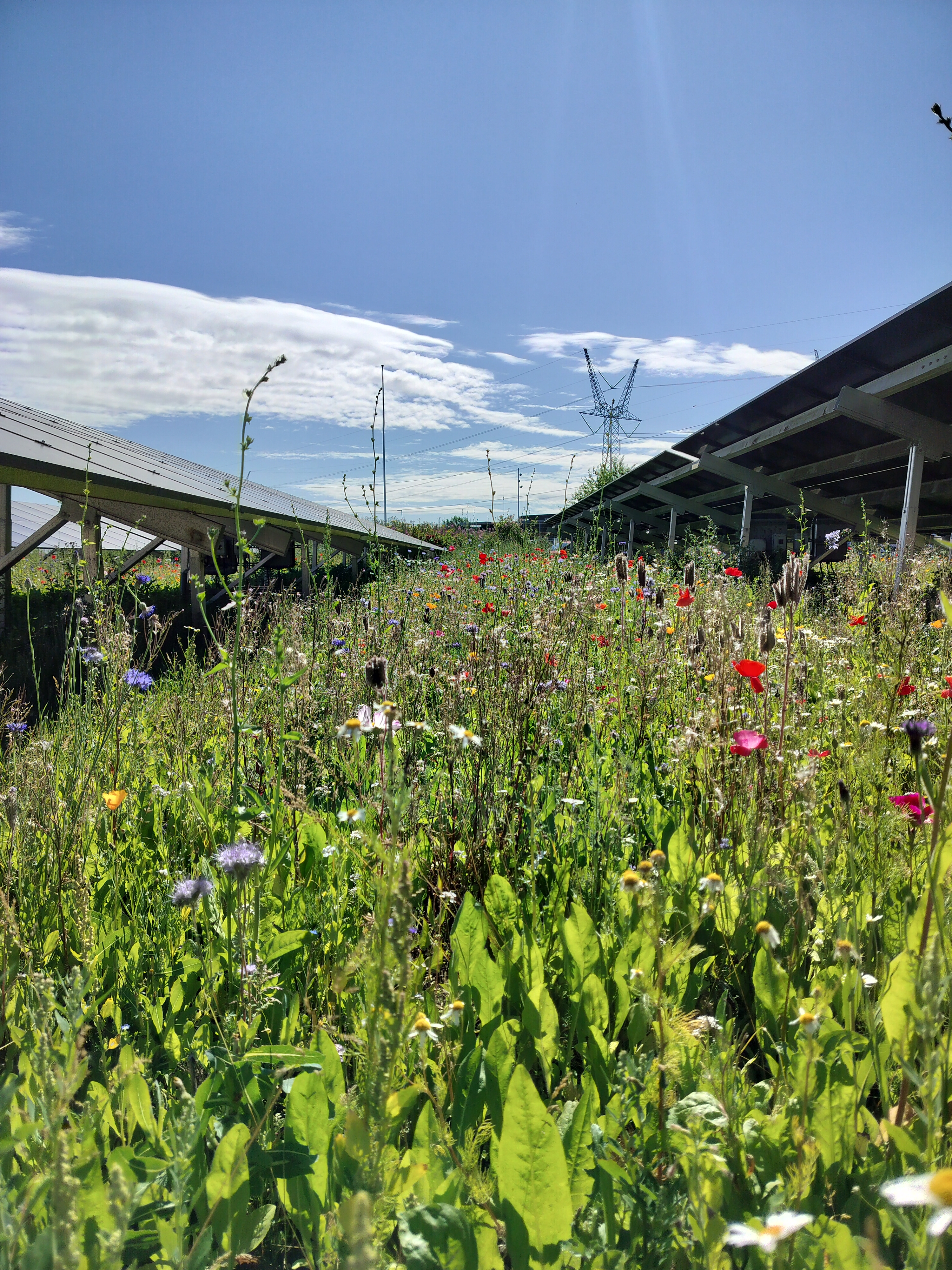 Blomster mellem solceller i juli