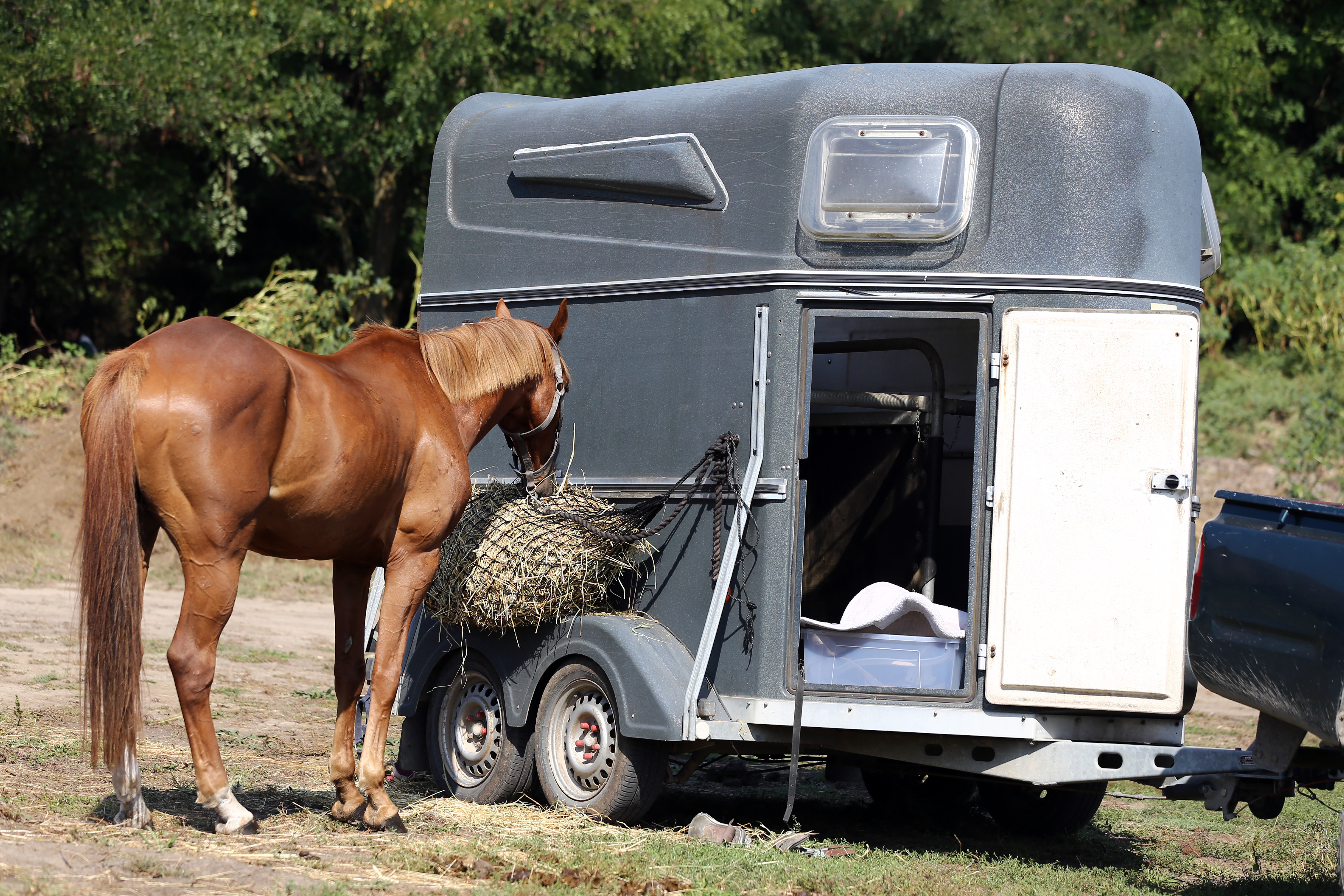 Hest der står og spiser hø foran hestetrailer.