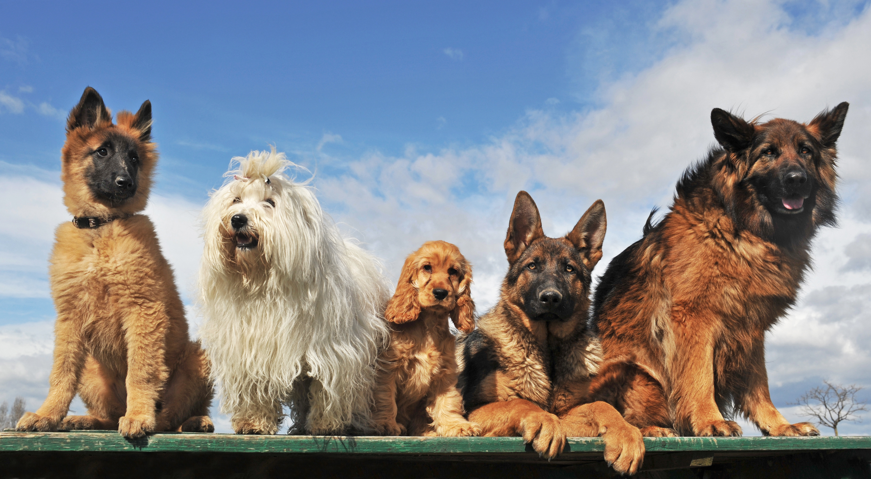 5 hunde på stribe