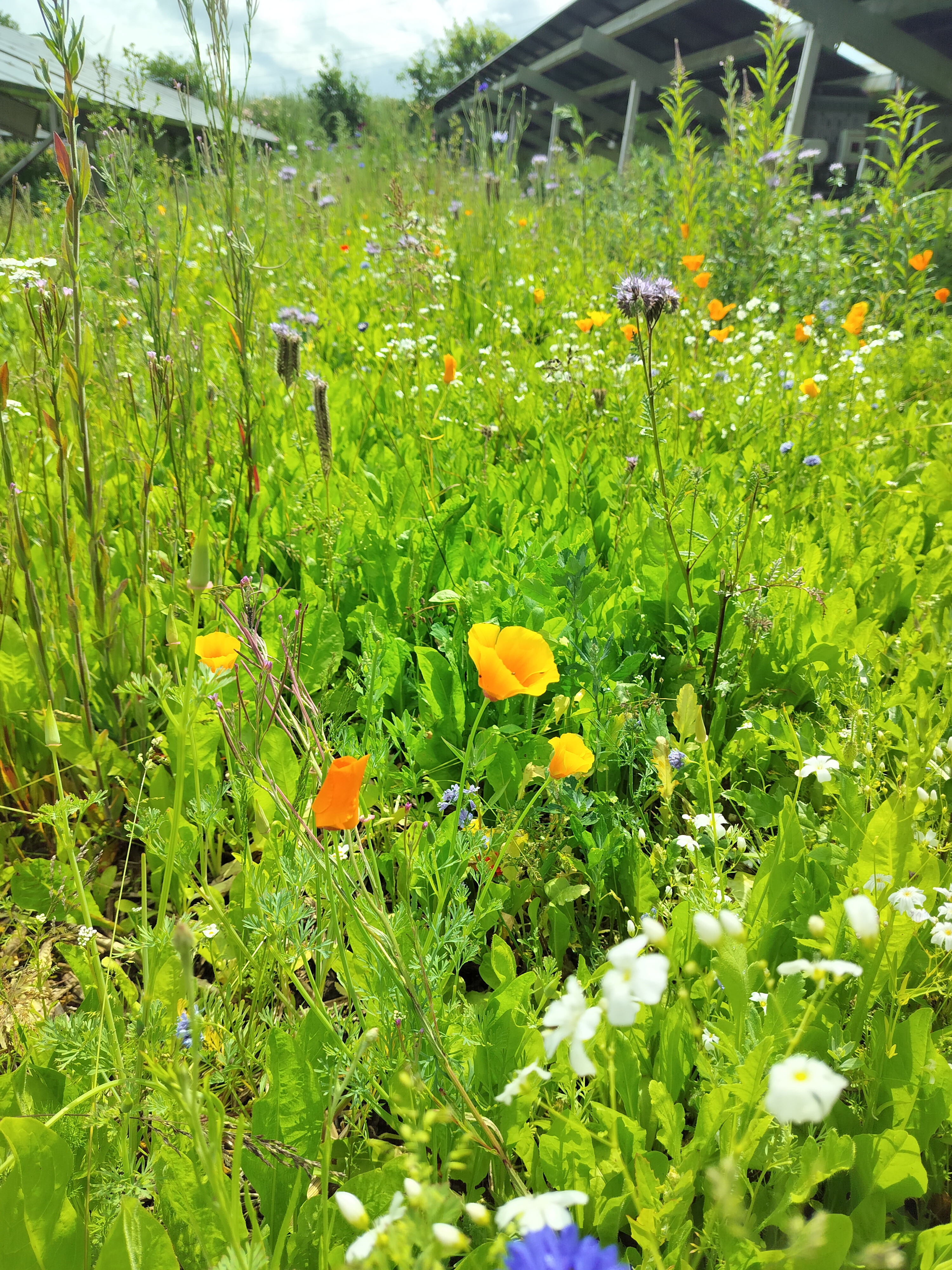 Vilde blomster mellem solceller